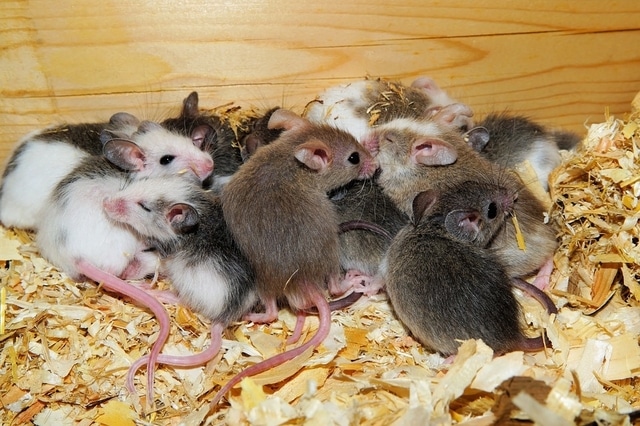 Baby mice
