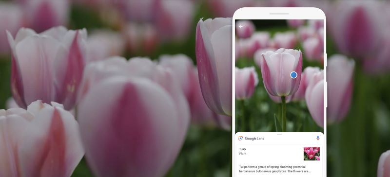 Google Lens Tulip