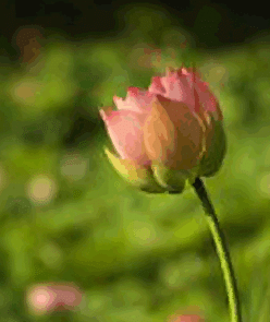 A photo-realistic vectorized image of a flower